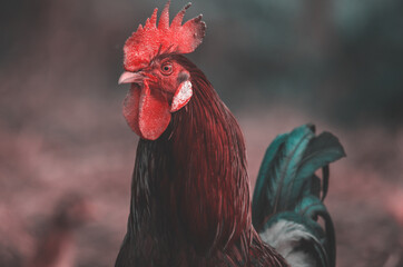 portrait of hen