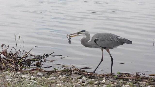 Great blue heron with a fish near lake