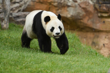Obraz na płótnie Canvas panda