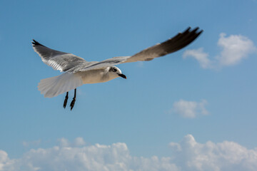 Obraz premium Seagulls