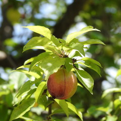 pomegranate on tree
