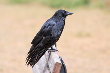 Obraz premium Common Raven also northern raven (in german Kolkrabe) Corvus corax
