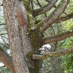 tree in the park