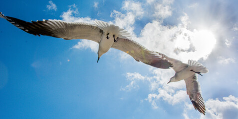 Seagulls