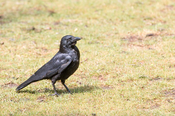 Common Raven also northern raven (in german Kolkrabe) Corvus corax