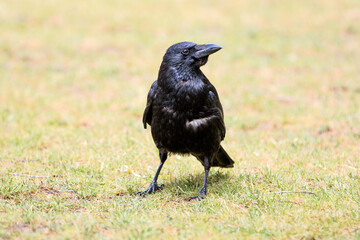 Common Raven also northern raven (in german Kolkrabe) Corvus corax