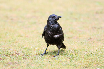 Common Raven also northern raven (in german Kolkrabe) Corvus corax