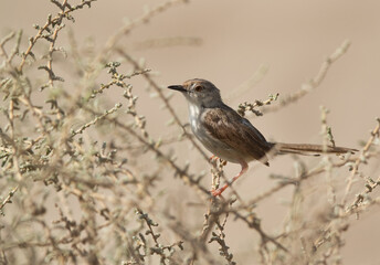 Fototapeta premium Plain Prinia perched on bush, Bahrain