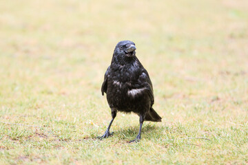 Common Raven also northern raven (in german Kolkrabe) Corvus corax
