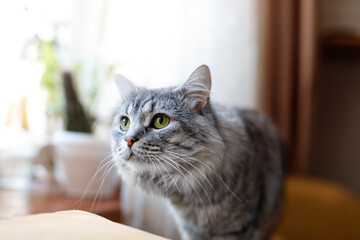 Cute fluffy cat at home. Tabby lovely kitten with green eyes and long gray hair.