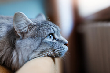 Cute fluffy cat lies on sofa. Tabby lovely kitten with blue eyes and long gray hair.