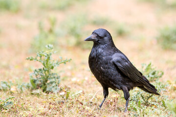 Common Raven also northern raven (in german Kolkrabe) Corvus corax