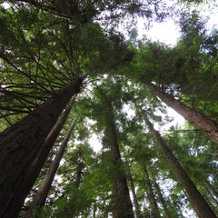 Fototapeta premium trees in the forest