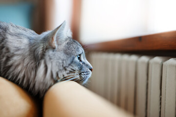 Cute fluffy cat lies on sofa. Tabby lovely kitten with green eyes and long gray hair.