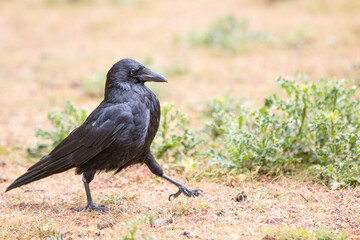 Common Raven also northern raven (in german Kolkrabe) Corvus corax