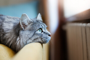 Cute fluffy cat lies on sofa. Tabby lovely kitten with green eyes and long gray hair.