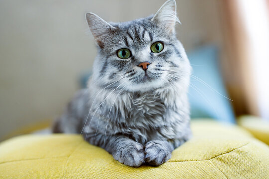 Cute fluffy cat lies on sofa. Tabby lovely kitten with green eyes and long gray hair.