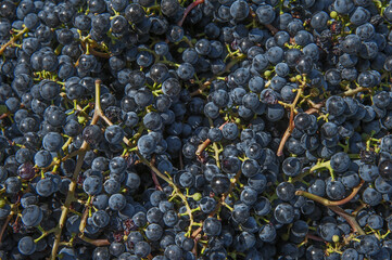 Background of grape berries