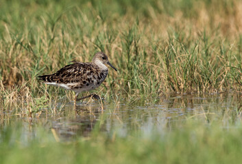 Ruff wading in the water in search of food, Bahrain