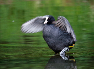 Nesting coots with chicks on the lake