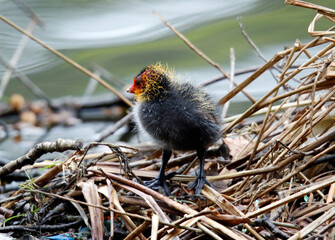 Nesting coots with chicks on the lake