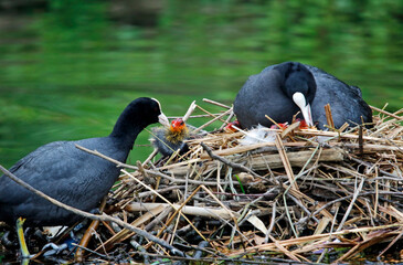 Nesting coots with chicks on the lake
