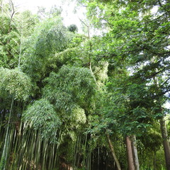 Fototapeta premium trees in the forest