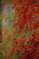 Images of Autumn Colors