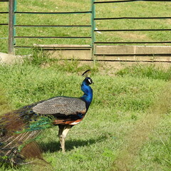 Fototapeta premium peacock on the grass