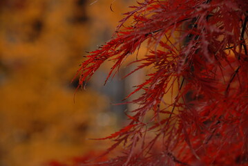 Images of Autumn Colors