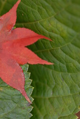 Images of Autumn Colors