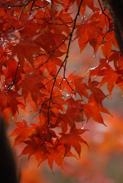 Images of Autumn Colors
