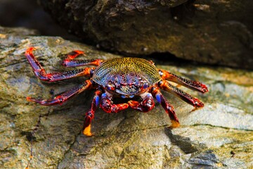 Cangrejo rojo en una roca