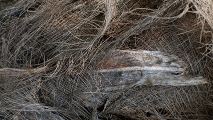 Background texture of a fibrous trunk of a palm tree close-up