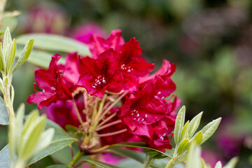 Fototapeta premium red rhododendron
