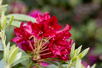 red rhododendron