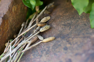 dry inflorescences lie on a large stone