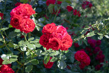 A bush of bright raspberry roses on an early sunny morning.