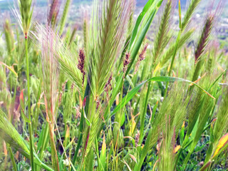 Green grass field in early spring in Crimea