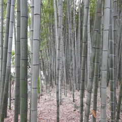 Fototapeta premium bamboo forest background