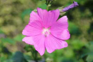 Fototapeta premium cut-leaved mallow also hollyhock mallow also vervain mallow (in german Rosen-Malve) Malva alcea