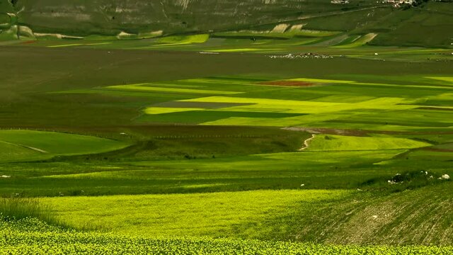 Flowering of cultivated fields in the Piano Grande of Castelluccio di Norcia among Sibillini mountains (21 June 2020), with the small town on the hill. High quality 4k footage.