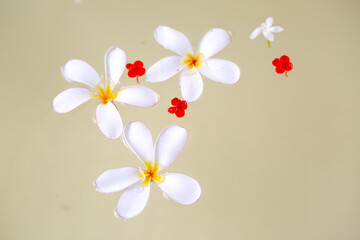 Three white Plumeria flowers are floating in the water. Flowers Background.