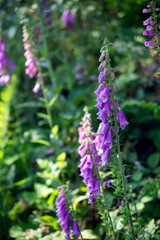 Obraz premium Foxgloves in a Franconian woods near Mitwitz on a lovely June morning