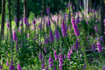 Foxgloves in a Franconian woods near Mitwitz on a lovely June morning