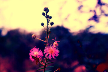 plants and flowers plant flower pink