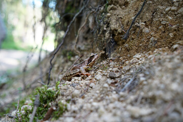 The forest frog also called ice frog lives in the forests in Bavaria