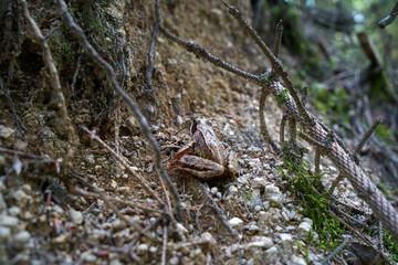 The forest frog also called ice frog lives in the forests in Bavaria