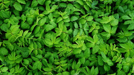 Natural, textured, embossed background made of a closeup of green leaves of herbaceous plants.