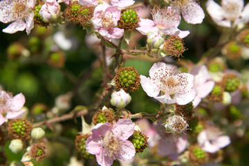 Blackberry flowers on vine in full bloom with fruit forming around it. When picking a blackberry fruit, the torus stays with the fruit.
